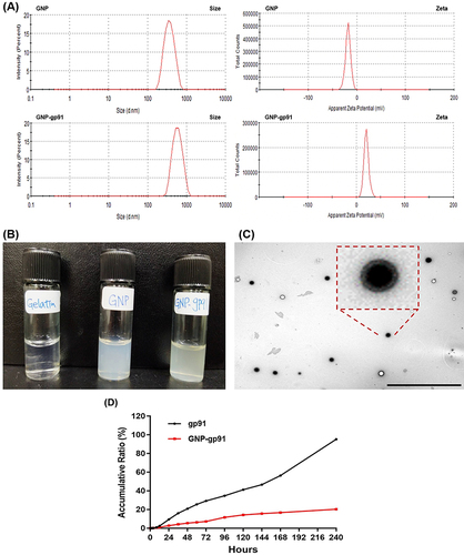 Figure 2 Characterization of GNPs and GNP-gp91. (A) DLS results of size and zeta potential of GNP and GNP-gp91 at pH8. (B) Photograph of gelatin solution and GNP/GNP-gp91 colloidal solutions. (C) TEM image of GNP-gp91, scale bar: 10 µm. (D) The cumulative drug release profile of gp91 and GNP-gp91 in PBS at pH 7. Data are expressed as mean ± SD, n = 3.
