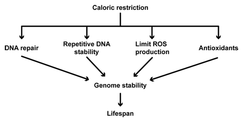 Figure 2. Calorie restriction (CR) increases lifespan by increasing genomic stability. Stability of DNA is maintained by increasing DNA repair pathways and controlling repetitive DNA loci. DNA repair pathways controlled by CR include base excision repair (BER), nucleotide excision repair (NER) and non-homologous end-joining (NHEJ). At the repetitive DNA loci, CR prevents deleterious recombination at the rDNA repeats, increases telomeric silencing and maintains telomere length to increase lifespan. CR can also increase genomic stability by lowering the production of reactive oxygen species (ROS) as well as promoting the function of antioxidants (e.g., superoxide dismutase enzymes). CR may decrease ROS production by increasing mitochondrial efficiency or by decreasing mitochondrial membrane potential.