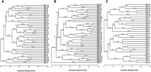 Figure 6. Cultivable bacterial populations in control and polluted soils at the same time points. (a) Dendrogram for all the strains isolated from control soils (strains SR1) and soils polluted with oxyfluorfen (strains SR2) after 30 days; (b) Dendrogram for all the strains isolated for control soils (strains SR3) and soils polluted with oxyfluorfen (strains SR4) after 60 days; (c) Dendrogram for all the strains isolated from control soils (strains SR5) and soils polluted with oxyfluorfen (strains SR6) after 90 days.
