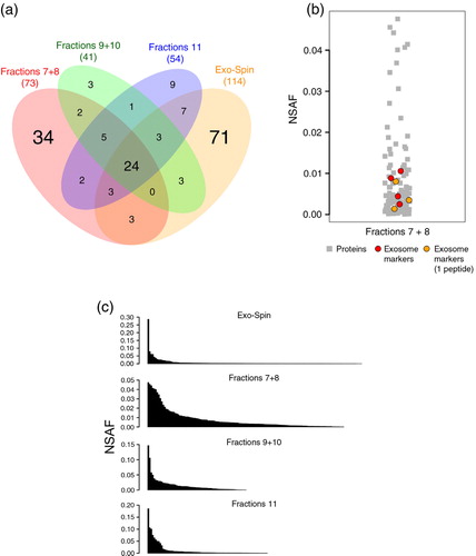 Fig. 3.  Proteomic analysis of samples from donor 1. Mass spectrometry was performed on 4 preparations from the same plasma sample: (i) chromatographic fractions 7+8, (ii) chromatographic fractions 9+10, (iii) chromatographic fraction 11 and (iv) Exo-Spin™. (a) Venn diagram showing the overlap of proteins detected by nanoLC–MS/MS. (b) The relative abundance (NSAF) of the exosome markers detected in the data set of fractions 7+8 (in red) and of exosome markers identified by single peptides (orange) were compared to the relative abundance of the remaining proteins for the same sample. (c) The overall relative abundance of all proteins in each sample plotted in descending order. NSAF=normalized spectrum abundance factor.