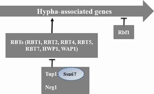 Figure 6. Tup1-mediated negative regulatory pathway