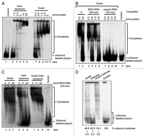 Figure 3. Poly(A)-RNA binding by DnaG, the Csl4-exosome and the DnaG-Csl4-exosome. Shown are phosphorimages of EMSA assays in native 5% polyacrylamide gels. Twenty-five fmol labeled poly(A)-RNA 30-mer was used in each reaction. Only His-tagged proteins were used for the experiments in (A and B). Strep-tagged Csl4 was used for the reconstitution of the complexes (see Fig. 1E) used in (C and D). (A) Binding assays with the Csl4-exosome or with DnaG in different amounts as indicated above the panel. His-tagged proteins were used. (B) Binding of DnaG (amount indicated above each lane) to radiolabeled poly(A) 30-mer in the absence or presence of unlabeled competitor RNAs. Lanes 1, 2 and 11, no competitor was used. Lanes 3‒10, competitors in the following amounts were used: Lanes 3 and 4, 11 pmol MCS-RNA; lanes 5 and 6; 22 pmol MCS-RNA; lanes 7 and 8, 11 pmol poly(A); lanes 9 and 10, 22 pmol poly(A). (C) Binding assays with 2.5 pmol of DnaG, the Csl4-exosome or the DnaG-Csl4-exosome, as indicated above the panel. The amounts of the unlabeled MCS-RNA-derived 30-mer used as competitor are also indicated above the corresponding lanes. (D) Binding assays with 0.6 pmol of DnaG, the Csl4-exosome or the DnaG-Csl4-exosome, as indicated above the panel. The percentages of unbound poly(A) substrate in each lane is indicated below the panels (results from three independent experiments). The proportion of unbound substrate in the control lane was set to 100%. Control, negative control without protein and without competitor. The migration in the gel of the unbound poly(A) 30-mer and of the protein/RNA complexes (complexes) is indicated on the right side.