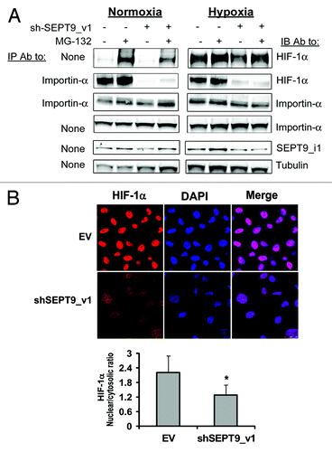 Figure 7. SEPT9_i1 knockdown decreased HIF-1α interaction with importin-α and its nuclear translocation. (A) PC-3 cells stably expressing shSEPT9_v1 or control EV were treated or untreated with 10 μM MG-132 and exposed to hypoxia or normoxia for 6 h. Whole cellular extracts were prepared and subjected to immunoprecipitation (IP) using antibody (Ab) to importin-α and immunoblotted (IB) with Ab to HIF-1α, importin-α, SEPT9_i1 and tubulin. None, no immunoprecipitation, whole cellular extract only (input). (B) PC-3 cells stably expressing shSEPT9_v1 or EV were seeded on cover glasses, exposed to 6 h hypoxia in the presence of 20 nM of LMB. Cells were processed for immunofluorescence labeling with HIF-1α Ab (red staining) and DAPI. Staining was analyzed by confocal fluorescence microscopy (magnification ×40). Lower panel, densitometric quantification of HIF-1α fluorescent signal of each cell from 4 different fields. The mean of nuclear/cytosolic ratio was plotted against the different conditions. *P = 0.001 shSEPT9_v1 compared with EV.