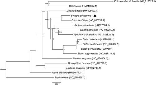 Figure 1. Molecular phylogeny of Ectropis grisescens and the related species in the family Geometridae based on 13 protein-coding genes. The phylogenetic tree was constructed by Bayesian inference phylogenetic method. The GenBank accession numbers are listed after the scientific names of the species. The position of E. grisescens is marked in triangle.