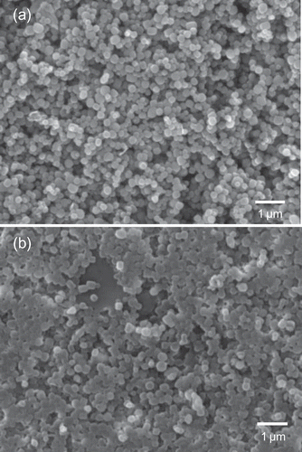 Figure 2. SEM images of mesoporous silica nanoparticles. (a) SEM image before polymerization. (b) SEM image after polymerization.