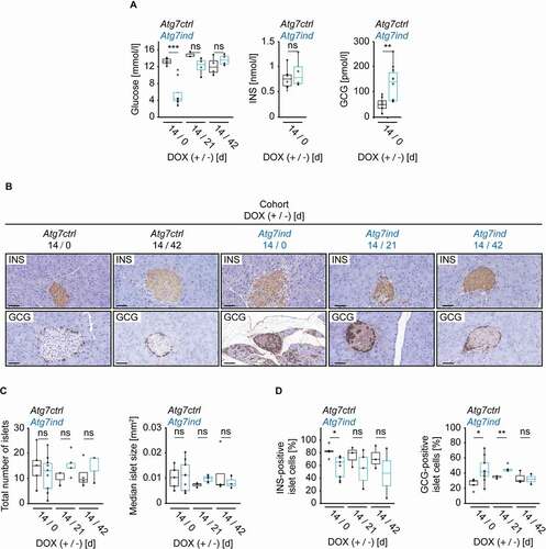 Figure 5. Induction of Atg7-shRNA mice affects glucose metabolism. (A) Blood serum levels of glucose, INS and GCG of the indicated cohorts. Statistics: Welch’s t-test (n from left to right: 5, 8, 3, 4, 4, 4 (glucose), 7, 4 (INS) and 8, 10 (GCG)). (B) Representative islets stained as indicated. Scale bars: 20 µm. (C) and (D) Quantification of total islet number, median islet size and percentage of islet cells expressing INS or GCG. Statistics: Welch’s t-test (n from left to right: 5, 9, 3, 5, 4, 3 (islet number), 5, 9, 3, 5, 4, 3 (islet size), 5, 9, 3, 5, 3, 3 (INS-positive islet cells) and 5, 9, 3, 5, 3, 3 (GCG-positive islet cells)). *P < 0.05, **P < 0.01, ***P < 0.001, ns: not significant.