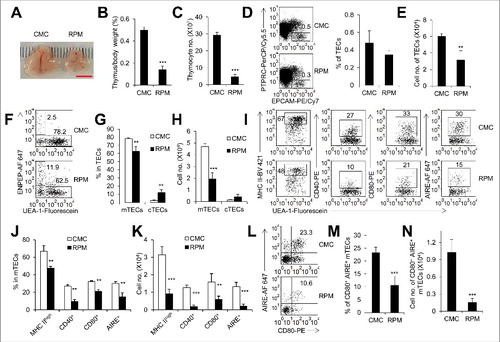 Figure 1. Inhibition of MTOR activity caused thymus atrophy. (A) Representative picture of thymi from mice treated with rapamycin (RPM) or carboxymethyl cellulose sodium (CMC) for 7 d. Scale bar: 5 mm. The ratio of thymus weight to body weight (B) and thymocyte number (C) of control (n = 4) and RPM-treated mice (n = 5). (D) Representative flow cytometry data and frequency of TECs in control mice (n = 4) and RPM-treated mice (n = 5). TECs were defined as PTPRC− EPCAM+ cells. (E) Cell numbers of TECs in control mice (n = 4) and RPM-treated mice (n = 5). Representative FACS plots (F) and frequency (G) of mTECs and cTECs in control mice (n = 4) and RPM-treated mice (n = 5). mTECs were defined as PTPRC− EPCAM+ UEA-1+ ENPEP− cells and cTECs as PTPRC− EPCAM+ UEA-1− ENPEP+ cells. (H) Absolute cell numbers of mTECs and cTECs in control mice (n = 4) and RPM-treated mice (n = 5). Representative FACS plots (I) and quantification (J) of mTECs from control mice (n = 4) and RPM-treated mice (n = 5) for the staining of MHC II, CD40, CD80 and AIRE. (K) Absolute cell numbers of MHC IIhigh, CD40+, CD80+ and AIRE+ mTECs isolated from control mice (n = 4) and RPM-treated mice (n = 5). FACS plots (L) and frequency (M) of mTECs with the phenotype of CD80+ AIRE+ from control mice (n = 4) and RPM-treated mice (n = 5). (N) Absolute cell numbers of CD80+ AIRE+ mTECs from control mice (n = 4) and RPM-treated mice (n = 4). **P<0.01 and ***P<0.001 compared with the control group.