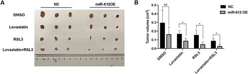 Figure 6 Effects of miR-612 on RSL3 and lovastatin in vivo. Macrograph (A) and absolute volume (B) of subcutaneous xenograft tumors in different groups. * p<0.05.
