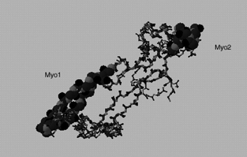 Figure 4.  Location of Myo1 and Myo2 peptides used as antigens in predicted 3-D model of myostatin. The model is generated using the SWISS-MODEL Repository (Peitsch, Citation1997).