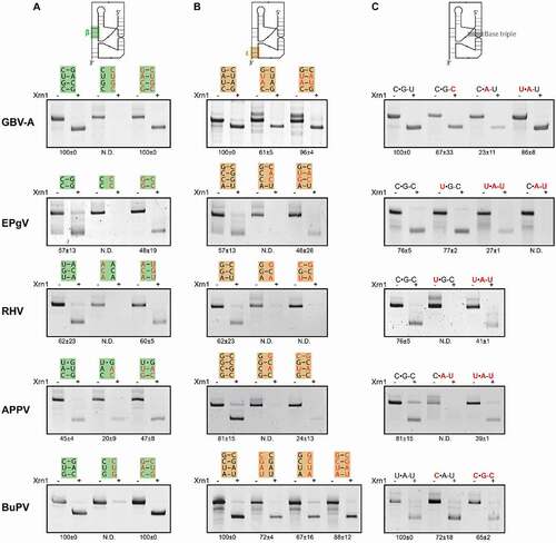 Figure 3. In vitro Xrn1 degradation assays probing Xrn1-resistance of (A) β stem mutants, (B) ε stem mutants and (C) triple base interaction mutants. A schematic depiction above each column shows the location of the respective element of interest within the xrRNA model. RNA was treated with or without Xrn1 and loaded on denaturing polyacrylamide gels. Construct mutations are shown above the corresponding lanes, in the same structural orientation as depicted in Fig. 2A. Data below the gels indicate the average percentage (± SD) of Xrn1-resistant RNA