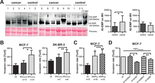 Figure 5. Highly-glycosylated EMMPRIN is enriched on cancer-patient-derived MV and mediates tumour invasion. (a) Western blot analysis of EMMPRIN glycoforms on MV derived from cancer or control patients. Ponceau staining is depicted as loading control. In the last control sample (first lane on the right), in vitro T-MV derived from MCF-7 cells were added to demonstrate the increase of HG-EMMPRIN in the presence of tumour-derived MV. HG-EMP = highly-glycosylated EMMPRIN, IG-EMP = intermediately-glycosylated EMMPRIN. Western blot images depict one representative of five independent experiments. Histograms represent mean signal intensities ± SD of HG- and IG-EMP in the MV analysed by western blot. *p = 0.035 with Wilcoxon rank sum test. (b) Boyden chamber assays of MCF-7 and SK-BR-3 cells stimulated for 96 h with 1 µg/ml MV derived from cancer or control patients (n = 14 for MCF-7, n = 4 for SK-BR-3, mean±SD, *p = 3.288e-17, **p = 7.833e-10 with two-sided t test). Invasion was calculated compared to unstimulated cells (ctl). (c) Invasiveness of MCF-7 cells either unstimulated (ctl) or in the presence of 1µg/ml MV derived from cancer patients with a high (>35%) or low (<35%) percentage of EMMPRIN+ MV in blood (n = 14, mean±SD, *p = 8.652e-17, **p = 4.379e-23, ***p = 0.031 with two-sided t test). (d) Boyden chambers: MCF-7 cells were pre-incubated for 2 h with or without (=ctl) specific blocking peptides directed towards N160 (P-N160) and N268 (P-N268) or random control peptides (P-N160rd and P-N268rd) and then stimulated with 1 µg/ml cancer-patient-derived MV (n = 10, mean±SD, *p = 7.722e-05, **p = 1.075e-03 with two-sided t test).