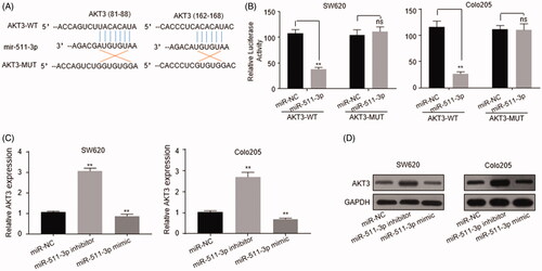 Figure 4. AKT3 was the target of miR-511-3p in CRC cells. (A) The predicted complementary sequences of miR-511-3p to AKT3-WT and the AKT3-MUT. (B) Dual luciferase analysis in SW620 and Colo205 cells co-transfected with miR-511-3p mimic/miR-NC and luciferase reporter constructions expressing AKT3-WT or AKT3-MUT. (C) Endogenous mRNA level of AKT3 in SW620 and Colo205 cells transfected with miR-NC, miR-511-3p inhibitor or miR-511-3p mimic was analysed by qRT-PCR. (D) Protein level of AKT3 in SW620 and Colo205 cells transfected with miR-NC, miR-511-3p inhibitor or miR-511-3p mimic was detected by western blot assay. GAPDH was used as internal control. The error bars represented standard deviation (SD). Data were representatives of three independent experiments.**, p < 0.01; ns, no difference, compared to miR-NC group.