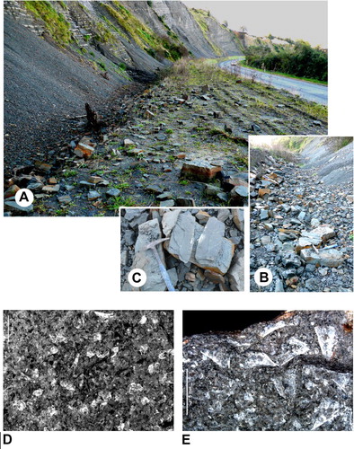 Figure 2. Herlihy Bluff outcrop of Taumarunui Formation on State Highway 43. A, Overview. B, Debris in the trench at the base of the section. C, Detail of Figure 2B (hammer head is 16.5 cm). Photographs: Lynette L. Hellyar. D, Concentration of poorly preserved Limacinidae sp. indet. on slab 2, Naturalis Biodiversity Center collection RGM 777 442a. E, Clio sp. indet. on slab 2. Naturalis Biodiversity Center collection RGM 777 442b. Photographs of Figure 2D and 2E: Ronald Pouwer.