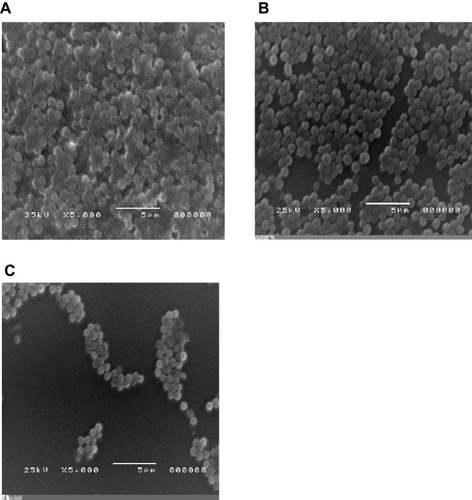 Figure 3 Visualization of S. aureus biofilms formed in the presence of subinhibitory concentration of free ciprofloxacin and ciprofloxacin-loaded niosomes, using an electron microscope. (A) Untreated culture (positive control), (B) culture in the presence of 1/8 MIC of ciprofloxacin, (C) culture in the presence of 1/8 MIC of ciprofloxacin-loaded niosomes.