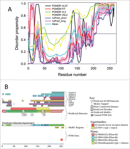 Figure 2. Multifactorial computational disorder analysis of in human Rspo1. (A) Intrinsic disorder profile of Rspo1 (UniProt ID: Q2MKA7) generated by the superposition of the outputs of PONDR® VLXT, PONDR® FIT, PONDR® VL3, PONDR® VSL2, IUPred_short and IUPred_long and a consensus disorder profile calculated by averaging disorder profiles of individual predictors. (B) Intrinsic disorder propensity and some important disorder-related functional information generated for human Rspo1 by the D2P2 database (http://d2p2.pro/).Citation200 Here, complementary disorder evaluations together with some disorder-related functional information are shown. To this end, the D2P2 database uses outputs of IUPred,Citation179 PONDR® VLXT,Citation201 PrDOS,Citation202 PONDR® VSL2B,Citation183,184 PV2,Citation200 and ESpritz.Citation180 Positions of disorder-based interactions sites (MoRFs) and sites of curated posttranslational modifications are also shown.