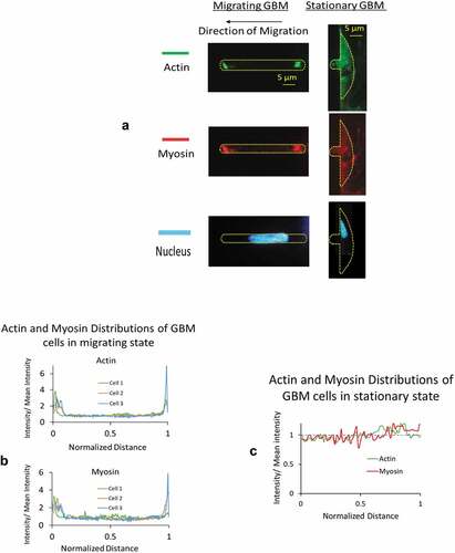 Figure 7. A) Immuno-cytochemical examination showed a significantly higher level of polarized actin and myosin-II filaments at both the front and posterior ends of cells in migrating group. Intracellular distributions from stationary group showed low level of expression without any regional preference. B) Polarized distributions in actin and myosin were found from GBM cells in migrating group. The fluorescent intensity along the axial length of the migrating cells was normalized with that of the entire cell. On the horizontal axis, 0 denotes the front end and 1 denotes the posterior end of the cells. C) From GBM cells in stationary group, distributions of normalized fluorescent intensities in both actin and myosin oscillate around 1