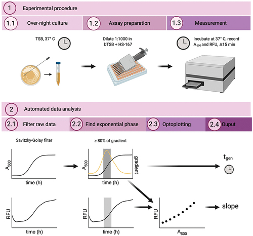 Figure 3. The workflow of automated, high-throughput optotracing analysis based on real-time recordings in live bacterial cultures. The workflow consists of: 1. Experimental procedure and 2. Automated data analysis. The figure was created with Biorender.com. Reprinted from Butina et al. 2020 [Citation91], (open access CC by 4.0).