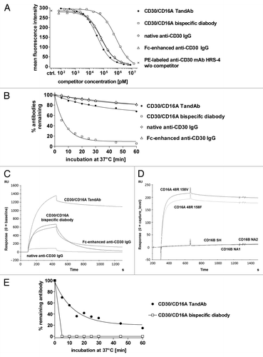 Figure 2. Binding of the TandAb, the diabody and IgGs to CD30 and CD16A. (A) Competition assay. 1x106 KARPAS-299 cells were incubated with 3 µg/mL (~20 nM) PE-conjugated anti-CD30 HRS-4 IgG together with the indicated concentrations of recombinant bispecific antibodies or anti-CD30 IgGs for 45 min at 37 °C. After washing, the fluorescence of 1 × 104 cells was measured with a flow cytometer, corrected for background staining with the corresponding isotype control and analyzed by nonlinear regression for calculation of IC50 and KD values. One out of two experiments is depicted. (B) Cell surface retention at 37 °C. Aliquots of KARPAS-299 cells were incubated with biotinylated CD30/CD16A TandAb and diabody or anti-CD30 IgG for 45 min on ice. After removing excess antibodies by washing, cells were incubated at 37 °C for the indicated periods of time. After repeated washing on ice, remaining antibodies were detected using Dylight488-conjugated streptavidin, and the fluorescence of 1 × 104 cells was analyzed by flow cytometry. The mean fluorescence values from time-point 0 were set to 100% and the percentage of remaining antibodies was determined using nonlinear regression analysis. Data shown are representative of two independent experiments. (C) The CD16A 48R158V Fc-fusion protein was covalently immobilized on a CM5 chip. The different antibodies (CD30/CD16A TandAb and diabody, and anti-CD30 IgGs,) were injected with a flow rate of 10 µL/min for 360 s and the dissociation time was set to 600 s. Background signals in the control flow cell (without immobilized antigen) were subtracted from signals in the test flow cell. Chips were regenerated with 10 mM Glycine-HCL, pH 2.0. (D) The CD16A allotypes, 48R158V and 48R158F, and the CD16B allotypes, SH, NA1 and NA2, were expressed in HEK-293 cells as Fc-fusion proteins and directly immobilized on chips. TandAb was injected with a flow rate of 10 µL/min for 360 s. Background signals in the control flow cell (without immobilized antigen) were subtracted from signals in the test flow cell. Dissociation time was set to 600 s. Chips were regenerated with 10 mM Glycine-HCL, pH 2.0. (E) Cell surface retention assay. 1 × 106 enriched human NK cells were stained with 1 µM of CD30/CD16A TandAb or diabody on ice, washed and incubated for indicated periods of time at 37 °C to allow dissociation. After washing, remaining antibodies were detected by anti-His IgG followed by FITC-conjugated goat anti-mouse IgG. The mean fluorescence values from time-point 0 were set to 100% and the percentage of remaining antibodies was plotted using nonlinear regression.