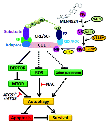 Figure 1. NEDD8-activating enzyme E1 subunit 1 (NAE1) inhibitor MLN4924 triggers protective autophagy in cancer cells. CRL/SCF is a multiunit E3 ubiquitin ligase family with a CUL-RBX/ROC complex as its core structure. Post-translational neddylation of CUL is required for the activation of CRL/SCF E3 ligase. During this process, the ubiquitin-like molecule NEDD8 is transferred to CUL by NAE1, NEDD8 conjugating enzyme E2 (UBE2M/Ubc12) and the NEDD8-E3 ligase cascade. The NAE1 inhibitor MLN4924 blocks CUL neddylation and inactivates CRL/SCF to induce protective autophagy, whereas blockage of the autophagy pathway via knockdown of autophagy essential genes (such as ATG5) significantly enhances apoptosis in MLN4924-treated cells. Mechanistically, MLN4924-induced autophagy is attributed to: (a) the inhibition of MTOR activity by the accumulation of the MTOR inhibitory protein DEPTOR, which is a CRL/SCF substrate; (b) reactive oxygen species-induced stress; and (c) dysfunction of other CRL/SCF-regulated substrates and pathways to be identified. Ub, ubiquitin; N8, NEDD8; SR, substrate receptor.