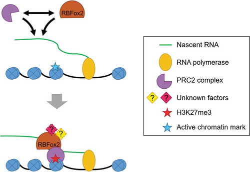 Figure 3. RBPs modulating the binding of PRC2 on genome. Several evidences have pointed out the association of RBPs with RNA and their role in regulating gene expression. RBFox2, a pre-mRNA splicing regulator, was found to be associated with nascent RNA and helped in the recruitment of PRC2 to active genes by protein-protein interaction. RBFox2 may act as a part of a complex or it may be one of the several RBPs that binds with PRC2.