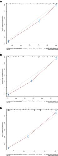 Figure 6 Calibration plots of the nomogram prediction of (A) 1-year, (B) 3-year, and (C) 5-year overall survival in adenocarcinoma of the esophagogastric junction (AEJ) patients. The red line represents equality of the observed and predicted probability.