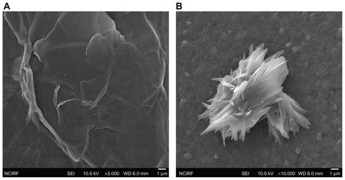 Figure 5 (A and B) Scanning electron microscopy images of GO and rGO. 0.1 mg/mL of GO and rGO was dispersed in aluminum foil and dried, and then images were taken using scanning electron microscopy. GO sheets are smooth with small wrinkles and folded at the edges (A), and reduced GO material consists of stacked and aggregated, thin, crumpled sheets (B).Abbreviations: GO, graphene oxide; rGO, reduced graphene oxide.