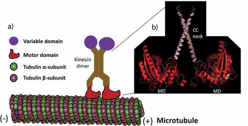 Figure 1. A kinesin walking on a microtubule. (a) A kinesin dimer using their motor domains to move on microtubules. (b) A ribbon diagram of the structure (made by I-TASSER online tool) of the motor domains (MD) and coiled-coil (CC) neck linkers of the Arabidopsis thaliana KCH kinesin.