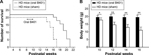 Figure 2 Oral B401 treatment prolongs life and maintains body weight of R6/2 (HD) mice.Notes: (A) Survival duration of R6/2 mice given the oral B401 treatment was longer than those given the sham treatment. (B) Averaged body weight of R6/2 mice given the oral B401 treatment was significantly higher when compared with those given the sham treatment from 10 weeks of age and thereafter. The number of R6/2 mice under oral B401 and sham treatments were 22 and 20, respectively. Values are mean ± SEM (*P<0.05, **P<0.01, one-way ANOVA followed by a Student–Newman–Keuls multiple comparison posttest).Abbreviations: HD, Huntington’s disease; ANOVA, analysis of variance; SEM, standard error of the mean.