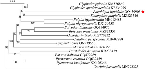 Figure 3. Phylogenetic trees using ML analyses based on 13 PCGs. The numbers above the branches are bootstrap support values (BS). alphanumeric terms indicate the GenBank accession numbers.