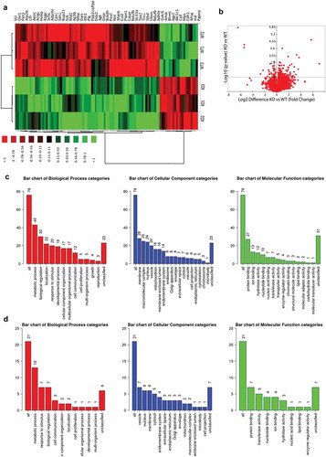 Figure 3. Proteome analysis of 14 months old PrPC knockout mice. a) Heat map showing the differentially regulated proteins in the liver of 14 month-old PrPC knockout mice (KO1, KO2, KO3) and WT (WT1, WT2, WT3) controls b) Volcano plot representing the all set of proteins detected in both mice groups and 102 proteins were found be significantly regulated with minimum – log10 p – value of 1.3 (0.05) Gene ontology classifications for biological process, cellular component and molecular functions of 76 up-regulated (c) and 21 down-regulated (d) proteins are shown graphically