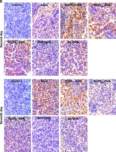 Figure 4 Effects of RGPL on the expression of MHC II and co-stimulatory molecule CD86 on DCs and the percentage of TEM and TCM cells in draining LNs.Notes: C57BL/6 mice (n=4) were subcutaneously vaccinated with different vaccine formulations containing 100 μg of OVA encapsulated in RGPL (2.0 mg RGP +20 mg lipid) or mixed with RGP (2.0 mg), alum adjuvant, and BL (20 mg lipid). At the indicated time points (1, 2, or 7 days post-immunization), mice were euthanized and popliteal LNs were isolated. The percentage of MHC II+CD11c+ (A) and CD86+CD11c+ (B) expression on DCs, and the frequency of TEM cells (CD4+ CD44+ CD62L− CCR7−) and TCM cells (CD4+ CD44+ CD62L+ CCR7+) in the draining LNs 7 days after the second immunization (C and D) were determined by flow cytometry. Antigen level in LNs was determined by immunohistochemical assay. (E) Data are representative of four mice in each group. *P<0.05; **P<0.001.Abbreviations: BC, blank control; BL, blank liposomes; DC, dendritic cell; LNs, lymph nodes; OVA, ovalbumin; RGP, Rehmannia glutinosa polysaccharide; RGPL, Rehmannia glutinosa polysaccharide liposome; TCM, central memory cells; TEM, effector memory cells.