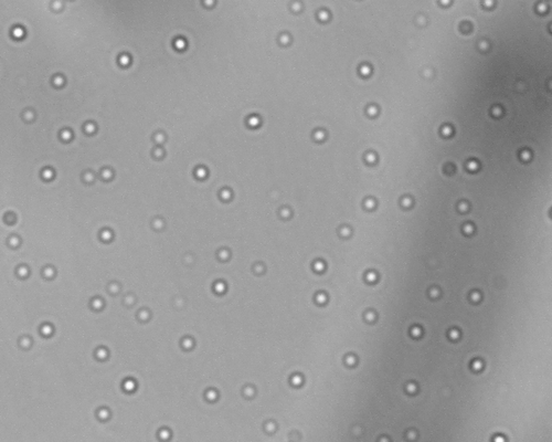 Figure 4.  Photomicrograph of liposomes formed during in vitro release (4 h sample) of formulation F2 at 400× magnification.