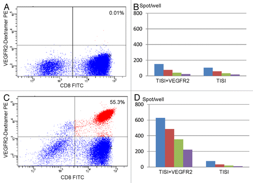 Figure 2. Immunological monitoring of the response of one patient to VEGFR2-targeting vaccination. (A) Pre-vaccination lymphocytes were analyzed by flow cytometry using HLA*A2402/VEGFR2 dextramers in combination with anti-CD8 monoclonal antibodies. (B) Interferon γ (IFNγ) secretion by lymphocytes isolated from patient n° 1 before vaccination and exposed to TISI cells pulsed with VEGFR2-derived peptides, as monitored by ELISPOT assays. (C) Lymphocytes isolated from patient n° 1 after the 4th cycle of vaccination were analyzed by flow cytometry using HLA-A2402/VEGFR2 dextramers in combination with anti-CD8 monoclonal antibodies. (D) IFNγ secretion by lymphocytes isolated from patient n° 2 after the 4th cycle of vaccination and exposed to TISI cells pulsed with VEGFR2-derived peptides, as monitored by ELISPOT assays. In B and D, responder-to-stimulator (R/S) cell ratios were 1, 0.5, 0.025, and 0.13.