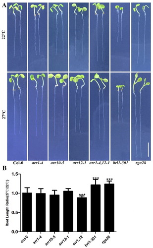 Figure 3. Phenotypes of mutant response to different ambient temperatures. (A) Seedlings were grown on vertical MS plates at 22°C, and 27°C for 7 days. Bar = 5 mm. (B) Relative ratios of root lengths in mutants grown under the same conditions. (n = 25–50; P < 0.001, based on t-test).