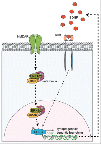 Figure 1. Translocation of Jacob/Nsmf to the nucleus is a key factor for a positive feedback loop involved in BDNF synthesis. BDNF induces the NMDAR-dependent translocation of phosphorylated Jacob to the nucleus in a trimeric complex with pERK1/2 and α-internexin. Higher levels of nuclear pJacob and pERK1/2 substantially contribute to expression of CREB-dependent genes including bdnf. BDNF synthesis enhances dendritic and synaptic development, necessary for unaltered synapto-nuclear communication, cell survival and expression of plasticity-related genes.