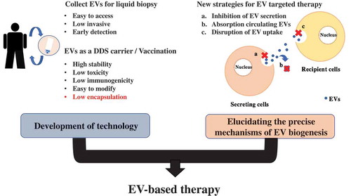 Figure 4. EVs are a powerful and promising tool for cancer therapy.