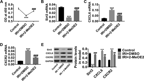 Figure 2. HIF-1α inhibition in IRI model promoted HBMEC proliferation. After construction of the IRI model, HBMECs were divided for treat with DMSO or 10 µM of 2-MeOE2, with medium-treated HBMECs without IRI serving as the control. (a) HBMEC proliferation was assessed by the CCK-8 assay. (b-d) Sirt3, CXCL6, and CXCR2 mRNA levels were detected. (e) Sirt3, CXCL6, and CXCR2 protein levels were also detected. All graphs are presented as mean ± SD with three repeated experiments.***P < .001 compared with control, ##P < .01 and ###P < .001 compared with IRI+2-MeOE2