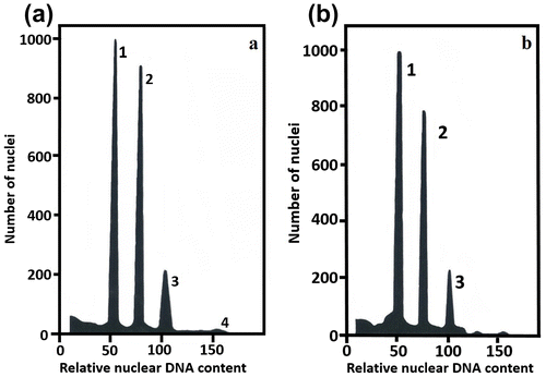Figure 4. Estimation of nuclear DNA content in Agave angustifolia “Cimarron” and “Lineño” using flow cytometry. (a) Simultaneous analysis of nuclei isolated from A. angustifolia “Cimarron” (2n = 2x = 60) and Zea mays cv. CE-777, used as standard for diploid A. angustifolia “Cimarron”. Peaks 1 and 3 represent G1 and G2 nuclei of Z. mays. Peaks 2 and 4 represent G1 and G2 of A. angustifolia “Cimarron”. (b) Simultaneous analysis of nuclei represents G1 and G2 nuclei of Z. mays. Peaks 2 and 4 represent G1 and G2 of diploid A. angustifolia “Lineño” (2n = 2x = 60) and Z. mays cv. CE-777, used as standard for “Lineño”.