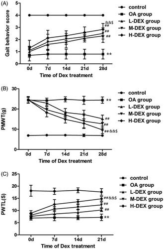 Figure 2. Effect of Dex on pain behavior in OA rats. Gait behavior test (A), mechanical withdrawal response threshold test (B) and heat-shrinking foot reaction latency test(C) on day 0, 7, 14, 21 and 28 during intra-articular injection of Dex to analyze the improvement of pain behavior in OA rats by Dex. Values are means ± SD. N = 10. **p < 0.01 vs. control group; ##p < 0.01 vs. OA group; &&p < 0.01 vs. L-DEX group; $p < 0.05 vs. M-DEX group.