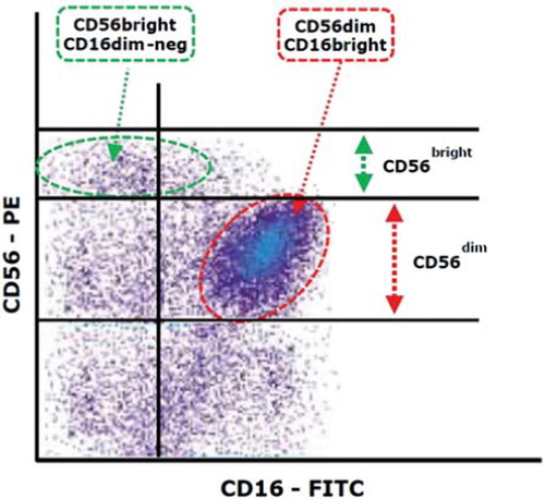 Figure 1. An example of immunophenotypic analysis of peripheral blood lymphocytes from a healthy donor. NK cells lack expression of CD3 and express CD56 (D1, left upper quadrant).