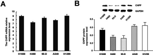 Figure 2 Expression of CHPF in five non-small-cell lung cancer cell lines. (A) CHPF mRNA was detected by RT-PCR; (B) CHPF protein was detected by Western blotting.