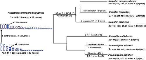 Figure 4. Phylogenetic relationships among Malpolon, Mimophis and Psammophis redrew from Pyron et al. (Citation2013), Figueroa et al. (Citation2016) and Zaher et al. (Citation2019), applied to available karyological data and the most parsimonious chromosome rearrangements occurred during specific diversification. cF = centric fusion; tF = tandem fusion; M = macrochromosome; m = microchromosome; T = telocentric macrochromosomes; sT = subtelocentric.