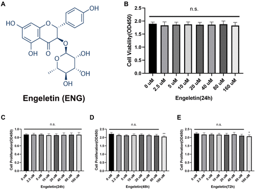 Figure 1 The chemical structure of engeletin and effects of engeletin on NP cells viability and proliferation. (A) The chemical structure of engeletin. (B) NP cells at a density of 2×104 cells/well were treated with engeletin at different concentrations for 24h. CCK-8 tests were used to evaluate the cytotoxicity. (C–E) The influence of engeletin for proliferation was also measured by CCK-8 tests. NP cells at a density of 5×103 cells/well were incubated with engeletin for 24h (C), 48h (D) or 72h (E). All data are presented as mean ± SD. *P <0.05, **P < 0.01, n = 3.