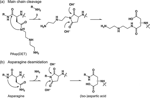 Scheme 1. Mechanisms of (a) main chain cleavage of PAsp(DET) and (b) asparagine deamidation.