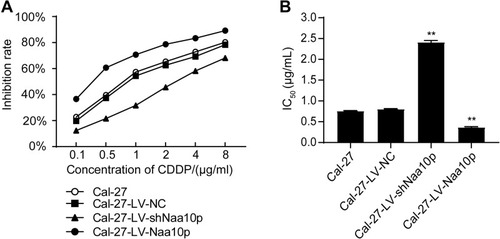Figure 4 Effects of different concentrations of cisplatin on Cal-27 cells. (A) Cell growth inhibitory effect of cisplatin on each group. (B) IC50 values of cisplatin in each group. **P < 0.01 vs Cal-27 group.