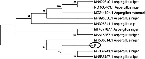 Figure 3. Phylogenetic tree construct by the neighbour-joining method using Mega 11 software (F = Isolated strain).
