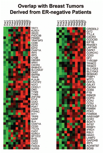 Figure 7 HeatMaps of gene transcripts associated with ER-negative breast cancers. Note that Cav-1-deficient stroma shows the upregulation of genes associated with ER-negative breast cancers (96 transcripts). See Supplemental Table 8.