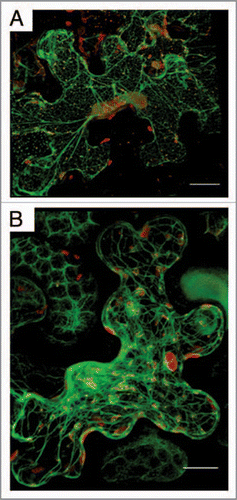 Figure 1 TuMV replication factories are associated with ER and co-allign with microfilaments. Nicotiana benthamiana cells expressing mCherry-tagged TuMV-induced replication factories and ER -resident GFP (A) or the actin domain of fimbrin fused to GFP (B) observed by confocal microscopy at 4 days post-agroinfiltration. Photographs are a three-dimensional rendering of 40 1-µm thick slices that overlap by 0.5-µm. Scale bar, 10 µm.