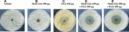 Figure 1 Activity of Meth-Gin or FLZ or a combination of FLZ and Meth-Gin against C. albicans by the agar well diffusion method. (A) Vehicle control (B) Meth-Gin-500 µg (C) FLZ 100 µg (D) Meth-Gin-250 + FLZ 100 µg (E) Meth-Gin-500 + FLZ 100.