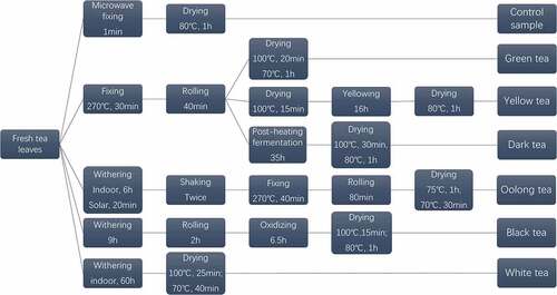 Figure 1. Flow chart illustrating the different stages in the manufacture of six teas